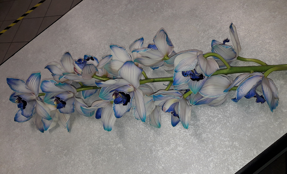 ramo di orchidea bianca e blu