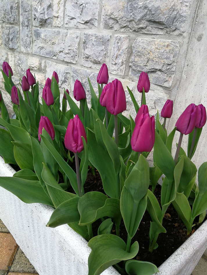 tulipani viola
