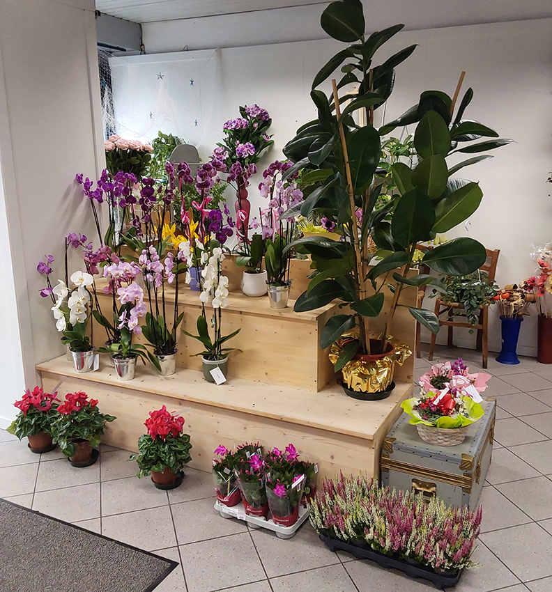 piante di orchidea di vari colori e piante verdi