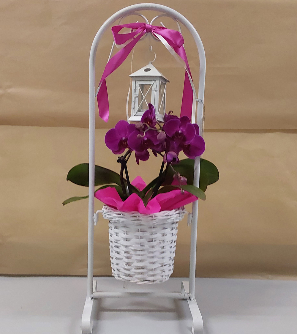 pianta di orchidea in un cestino con lanterna