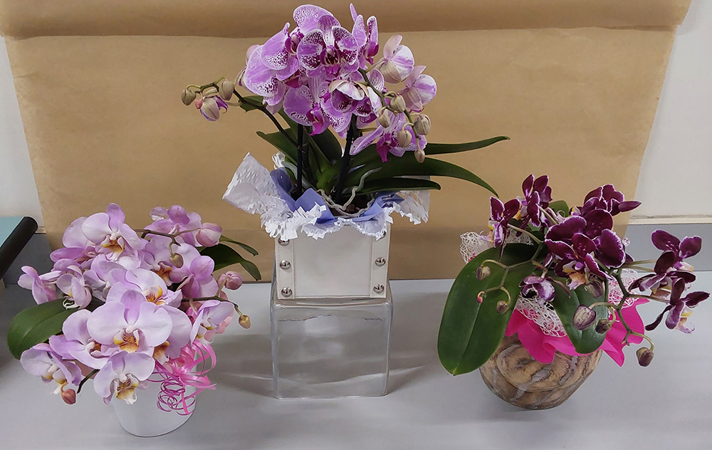 orchidee rosa viola